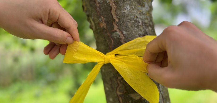 Gelbes Band mit einer Schleife am Baum gebunden. An diesem Baum darf Obst gepflückt werden. 