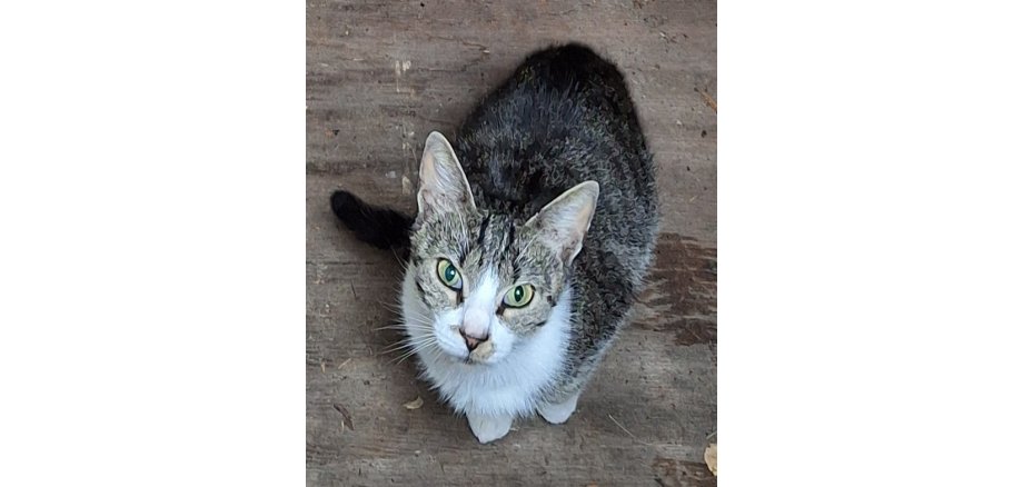 Weiß grau getigerte Fundkatze oder Kater in Lengerich