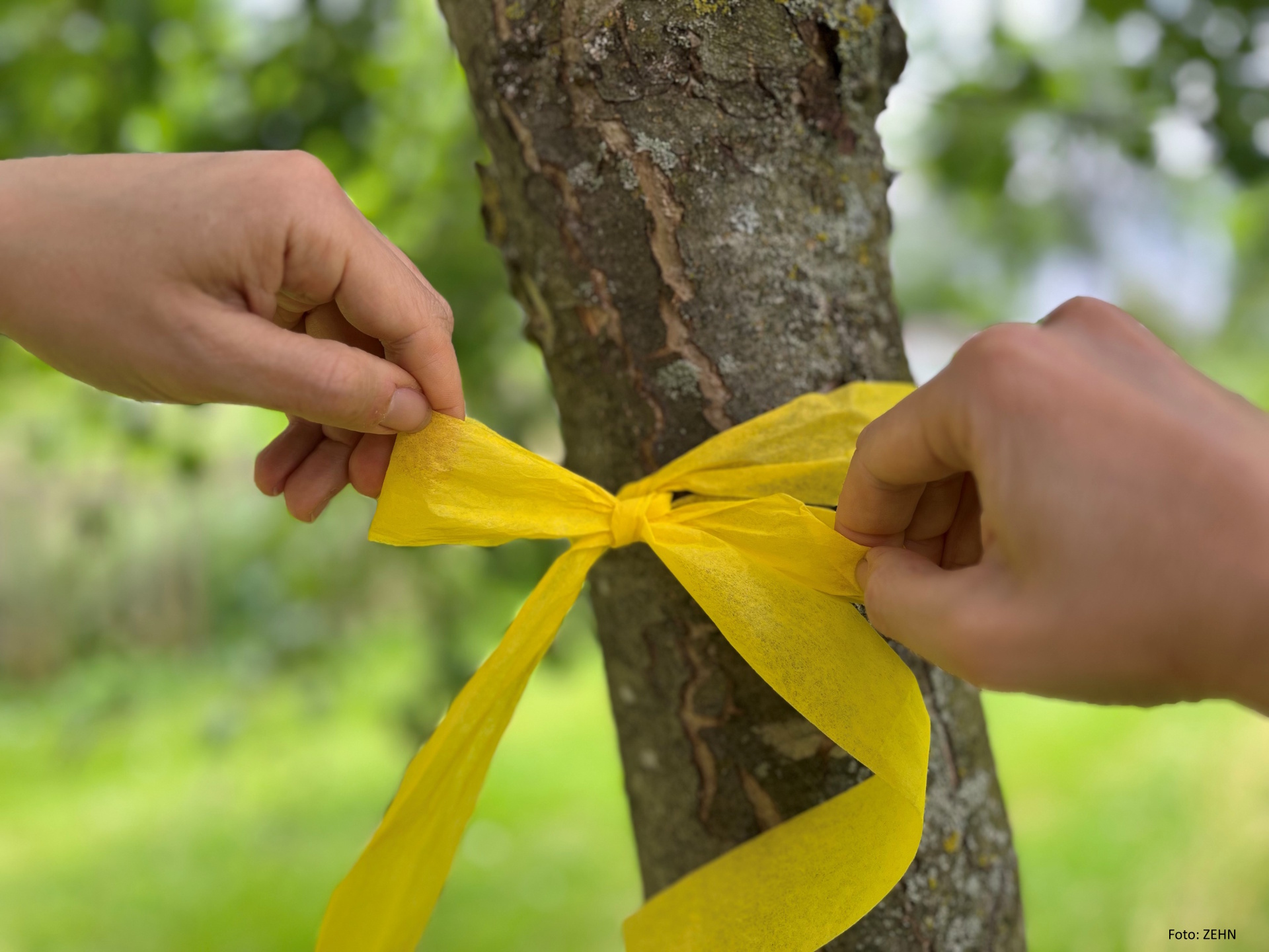 Gelbes Bank am Baum Gelbes Band mit einer Schleife am Baum gebunden. An diesem Baum darf Obst gepflückt werden.