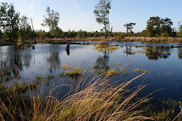Wettruper Moor